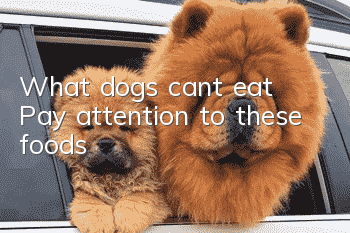 What dogs can’t eat? Pay attention to these foods