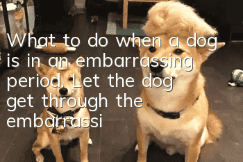 What to do when a dog is in an embarrassing period. Let the dog get through the embarrassing period easily.