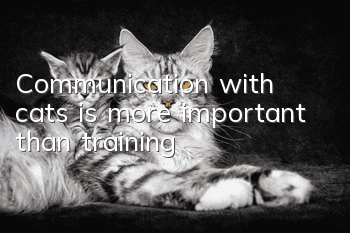 Communication with cats is more important than training