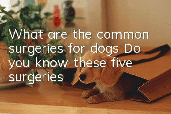 What are the common surgeries for dogs? Do you know these five surgeries?