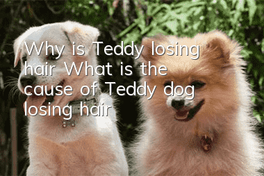 Why is Teddy losing hair? What is the cause of Teddy dog ​​losing hair?