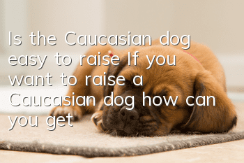 Is the Caucasian dog easy to raise? If you want to raise a Caucasian dog, how can you get to know it better?