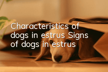 Characteristics of dogs in estrus Signs of dogs in estrus