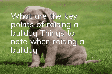 What are the key points of raising a bulldog? Things to note when raising a bulldog