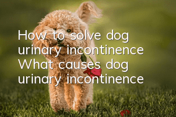 How to solve dog urinary incontinence What causes dog urinary incontinence