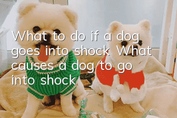 What to do if a dog goes into shock What causes a dog to go into shock