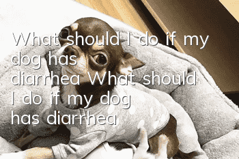 What should I do if my dog has diarrhea? What should I do if my dog has diarrhea?