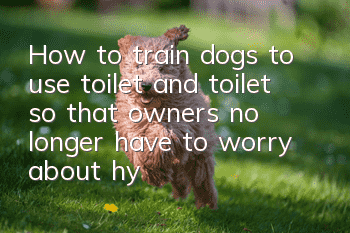 How to train dogs to use toilet and toilet so that owners no longer have to worry about hygiene