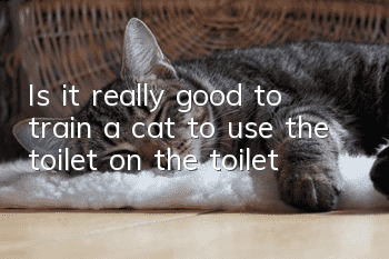 Is it really good to train a cat to use the toilet on the toilet?