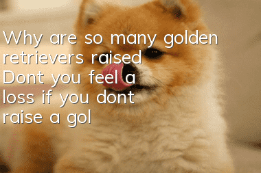 Why are so many golden retrievers raised? Don’t you feel a loss if you don’t raise a golden retriever in your life?