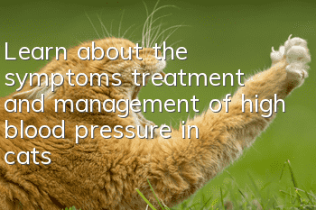Learn about the symptoms, treatment and management of high blood pressure in cats!