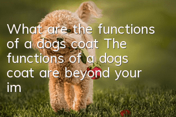 What are the functions of a dog’s coat? The functions of a dog’s coat are beyond your imagination