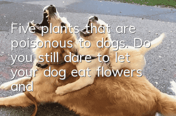 Five plants that are poisonous to dogs. Do you still dare to let your dog eat flowers and plants?
