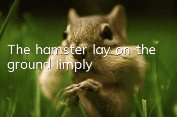 The hamster lay on the ground limply