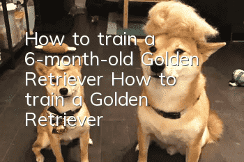 How to train a 6-month-old Golden Retriever? How to train a Golden Retriever!
