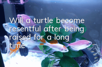 Will a turtle become resentful after being raised for a long time?