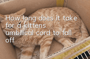 How long does it take for a kitten's umbilical cord to fall off?