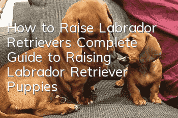 How to Raise Labrador Retrievers Complete Guide to Raising Labrador Retriever Puppies