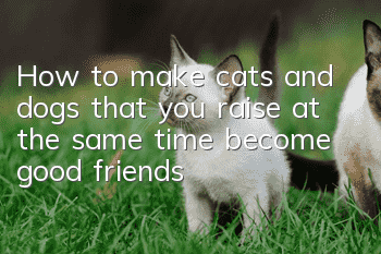 How to make cats and dogs that you raise at the same time become good friends?