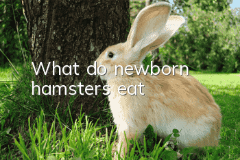 What do newborn hamsters eat?