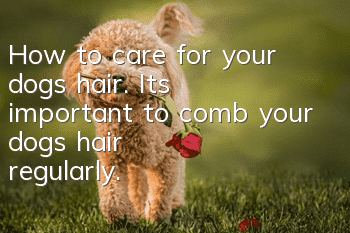 How to care for your dog’s hair. It’s important to comb your dog’s hair regularly.