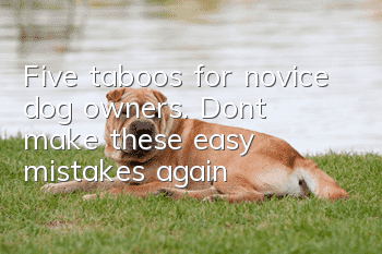 Five taboos for novice dog owners. Don’t make these easy mistakes again!