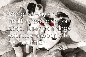 Various ways of healthy exercise for dogs. How can dogs exercise properly to be healthier?