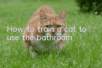How to train a cat to use the bathroom?