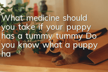 What medicine should you take if your puppy has a tummy tummy? Do you know what a puppy has a tummy tummy?