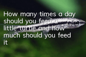How many times a day should you feed a little turtle, and how much should you feed it?