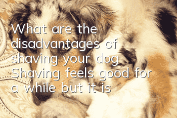 What are the disadvantages of shaving your dog? Shaving feels good for a while, but it is a crematorium for raising dogs.