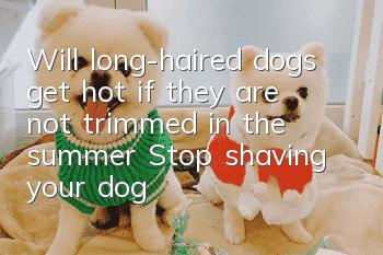 Will long-haired dogs get hot if they are not trimmed in the summer? Stop shaving your dog on your own wishful thinking.