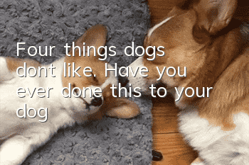 Four things dogs don’t like. Have you ever done this to your dog?