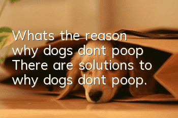 What’s the reason why dogs don’t poop? There are solutions to why dogs don’t poop.