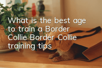 What is the best age to train a Border Collie? Border Collie training tips!