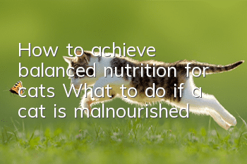How to achieve balanced nutrition for cats? What to do if a cat is malnourished