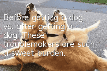 Before getting a dog vs. after getting a dog. These troublemakers are such a sweet burden.