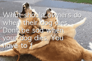What should owners do when their dog dies? Don’t be sad when your dog dies. You have to finish what you need to do!