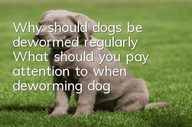 Why should dogs be dewormed regularly? What should you pay attention to when deworming dogs?