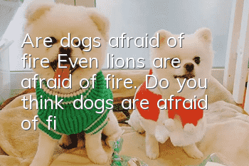 Are dogs afraid of fire? Even lions are afraid of fire. Do you think dogs are afraid of fire?