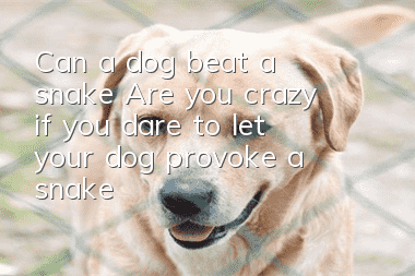 Can a dog beat a snake? Are you crazy if you dare to let your dog provoke a snake?