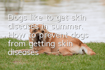 Dogs like to get skin diseases in summer. How to prevent dogs from getting skin diseases