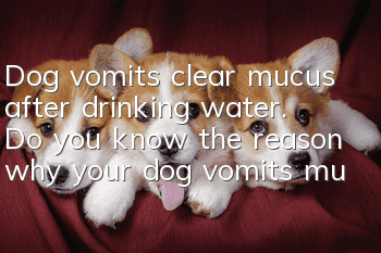 Dog vomits clear mucus after drinking water. Do you know the reason why your dog vomits mucus after drinking water?