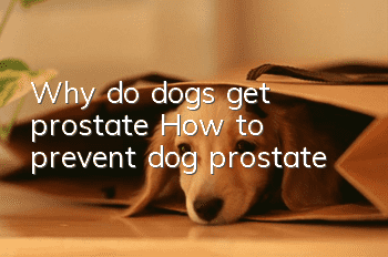 Why do dogs get prostate? How to prevent dog prostate
