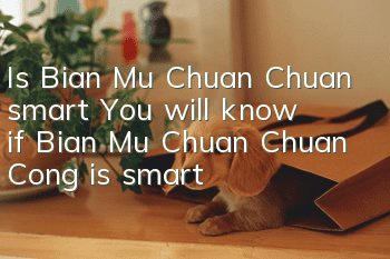 Is Bian Mu Chuan Chuan smart? You will know if Bian Mu Chuan Chuan Cong is smart!