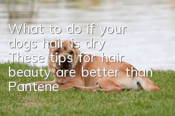 What to do if your dog’s hair is dry? These tips for hair beauty are better than Pantene