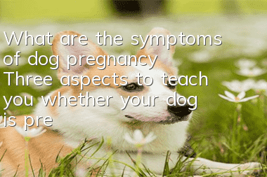 What are the symptoms of dog pregnancy? Three aspects to teach you whether your dog is pregnant