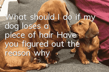 What should I do if my dog loses a piece of hair? Have you figured out the reason why your dog is losing hair?