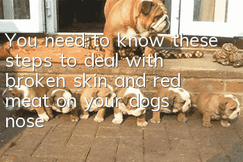 You need to know these steps to deal with broken skin and red meat on your dog’s nose