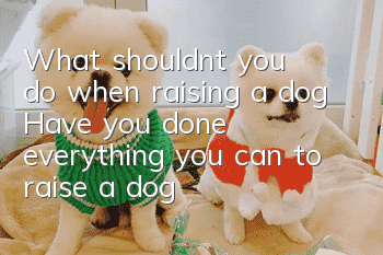 What shouldn’t you do when raising a dog? Have you done everything you can to raise a dog in a civilized manner?